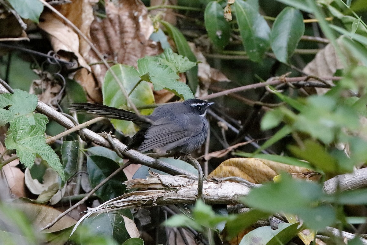 White-throated Fantail - ML219286261