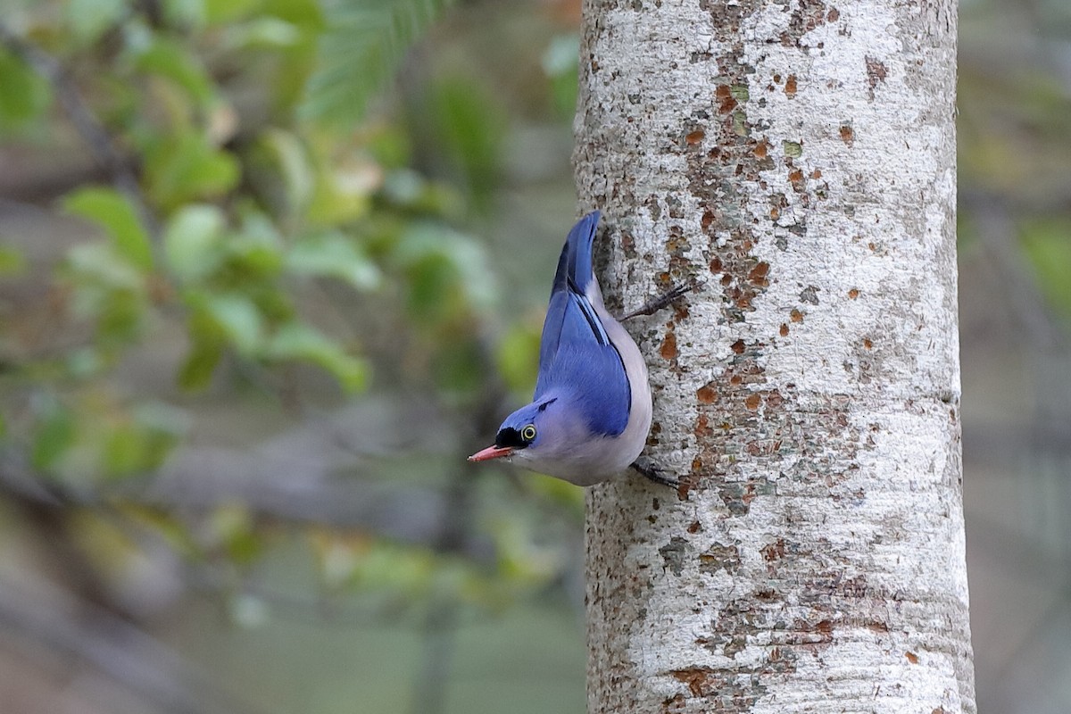 Velvet-fronted Nuthatch - ML219286321
