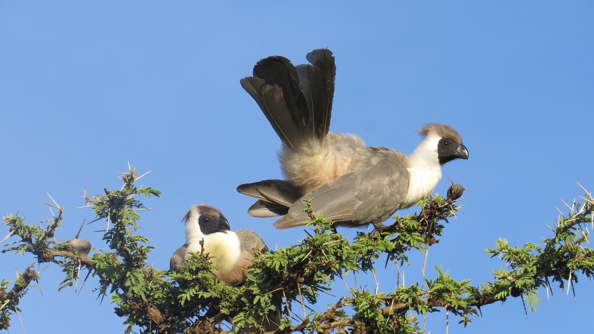 Bare-faced Go-away-bird - Mwangi Gitau.