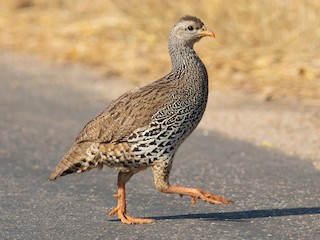 Natal Spurfowl - Pternistis natalensis - Birds of the World