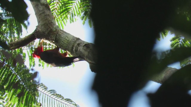 Red-necked Woodpecker - ML219291191