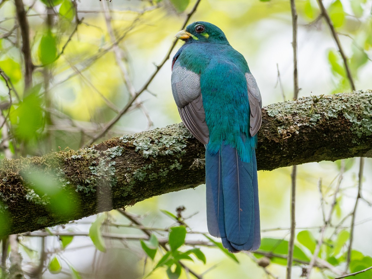 Narina Trogon - Forest Botial-Jarvis