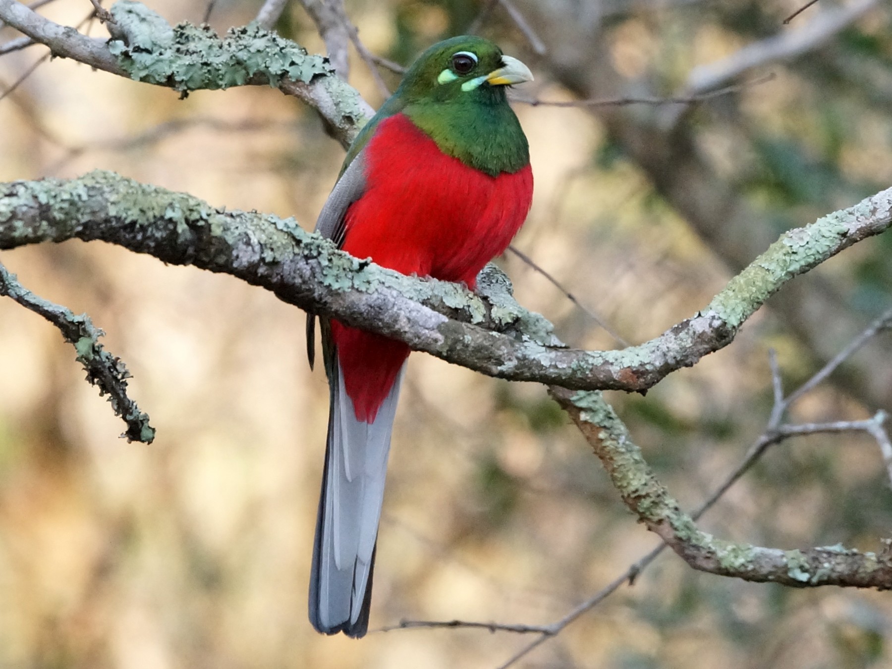 Narina Trogon - Nancy Cox