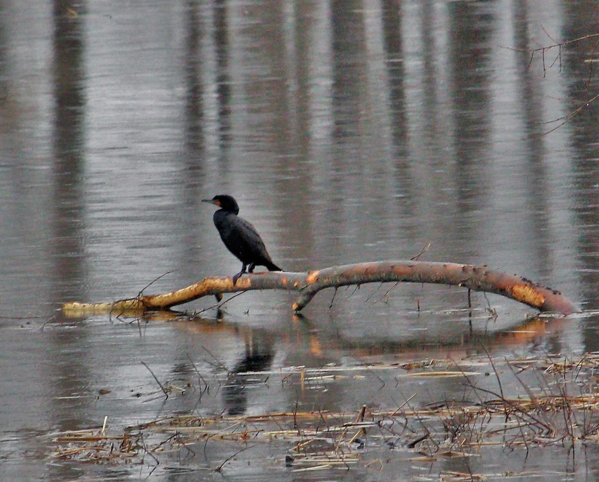 eBird Checklist 28 Mar 2020 Lower Mill Pond, Easthampton 29 species