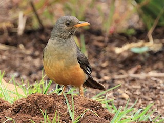  - Olive Thrush