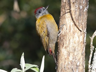  - Olive Woodpecker (Southern)