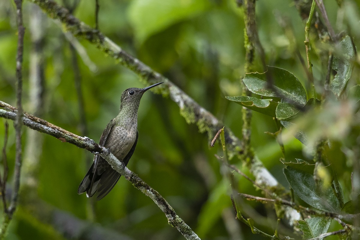 Scaly-breasted Hummingbird - ML219300871