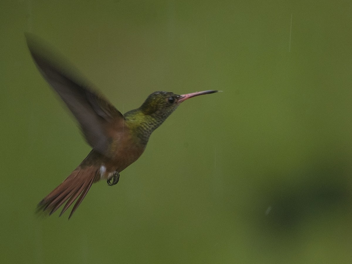 Buff-bellied Hummingbird - Niall D Perrins