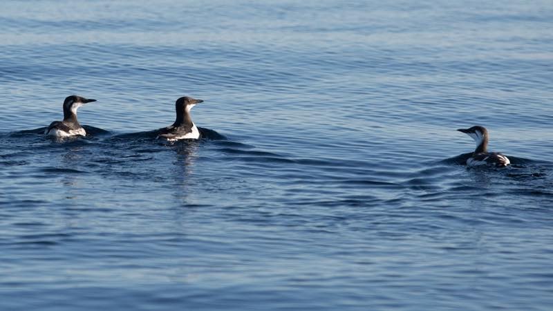 Thick-billed Murre - ML219302231