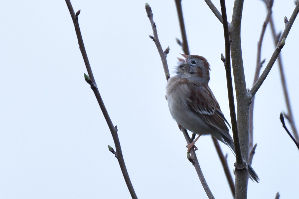 Field Sparrow - Jeffrey Turner