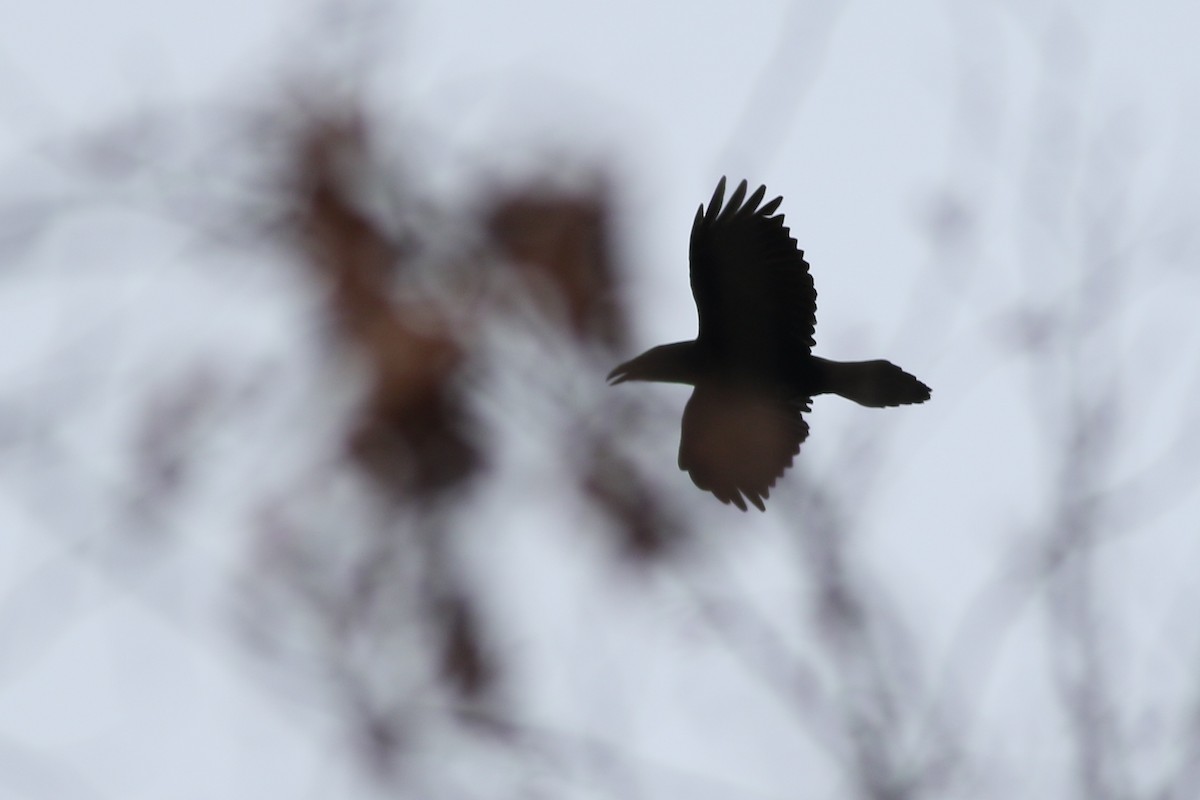 Common Raven - Russ Smiley