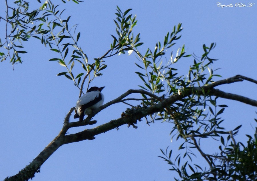 Black-tailed Tityra - Pablo Hernan Capovilla