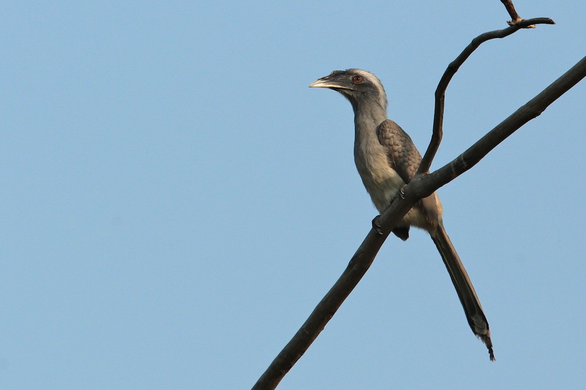 Indian Gray Hornbill - ML21931381