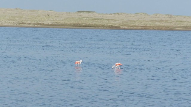 Chilean Flamingo - ML219316141