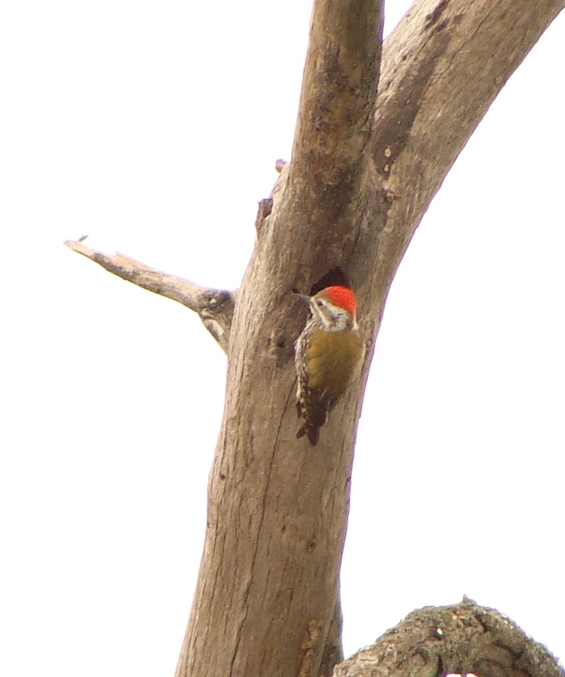 Abyssinian Woodpecker - ML219319091