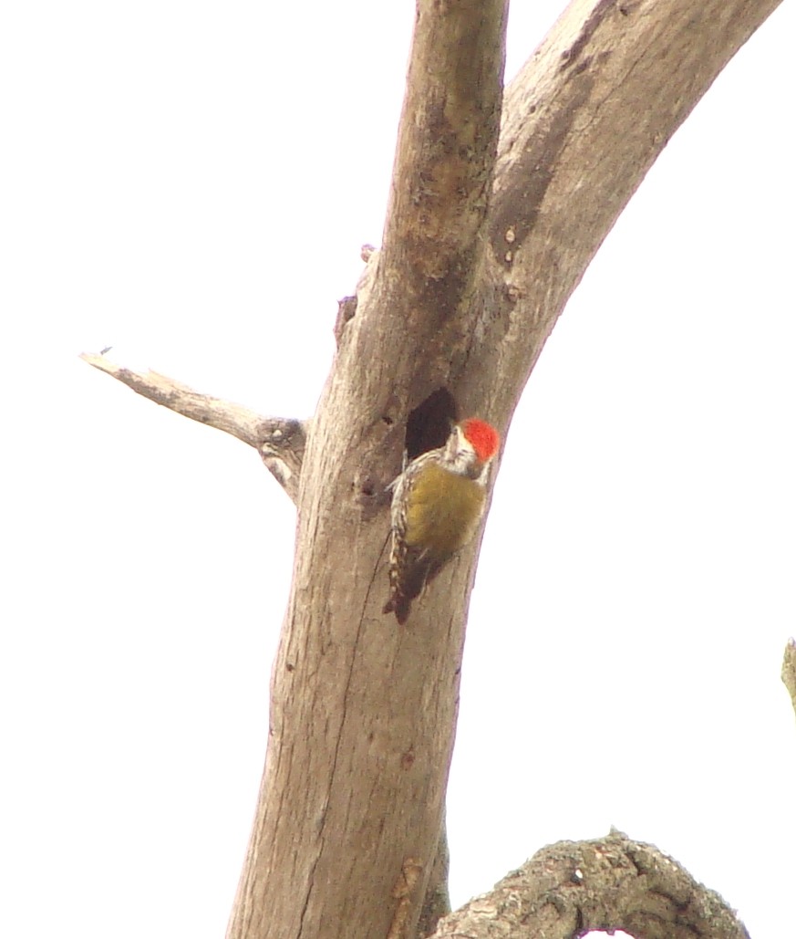 Abyssinian Woodpecker - ML219319121