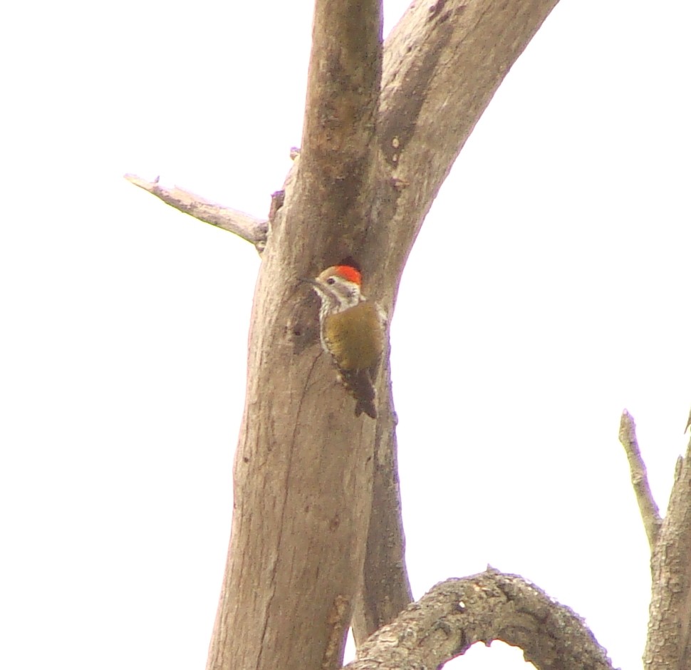 Abyssinian Woodpecker - ML219319131