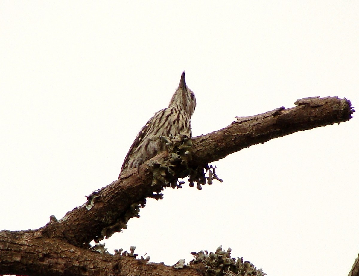 Abyssinian Woodpecker - ML219319191