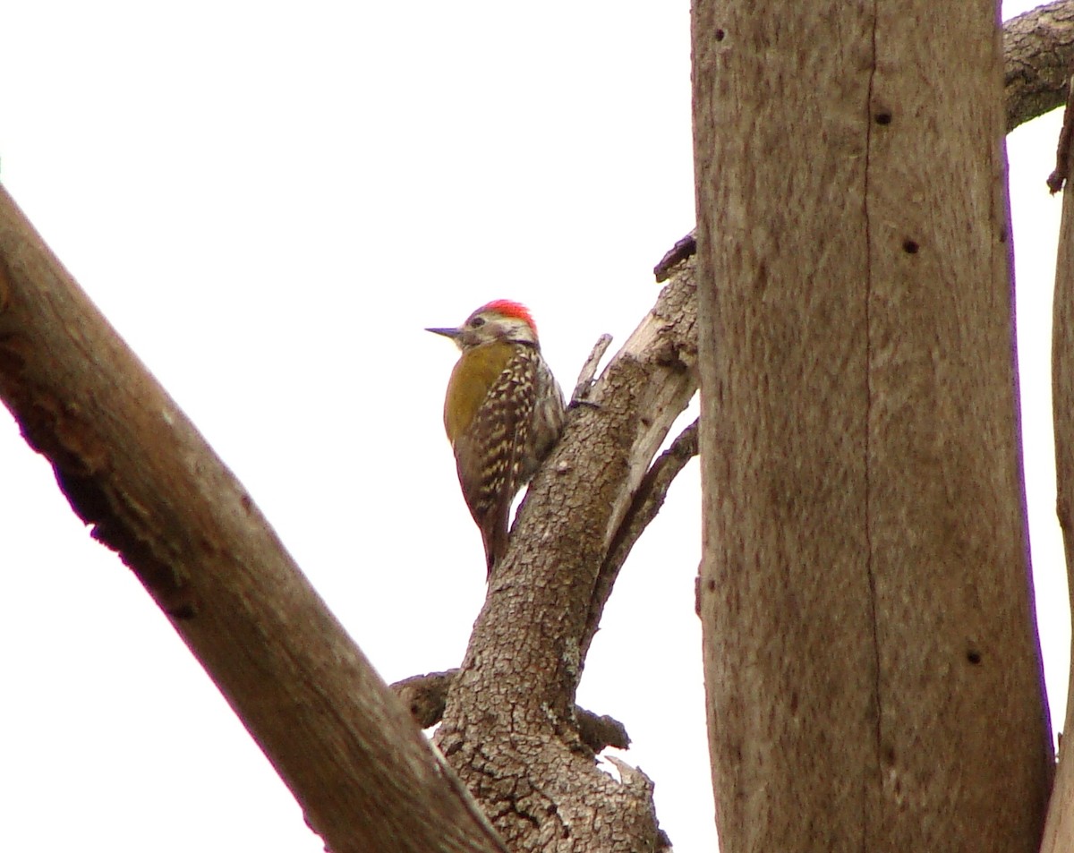 Abyssinian Woodpecker - ML219319211