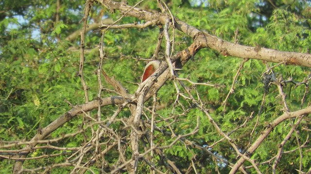 Scarlet-backed Woodpecker - ML219319231