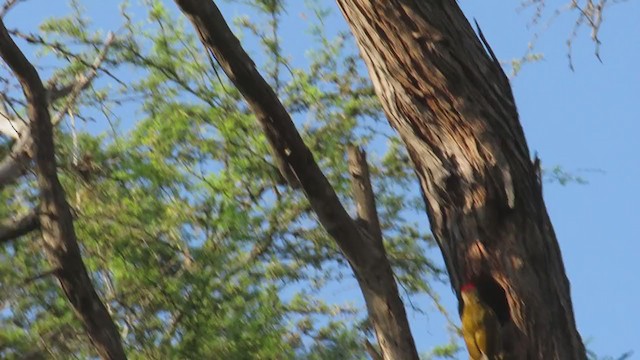 Golden-olive Woodpecker - ML219325861