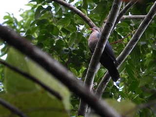  - Seram Mountain-Pigeon