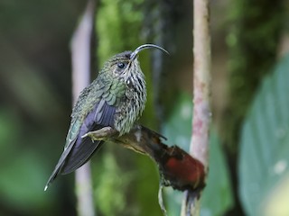  - White-tipped Sicklebill