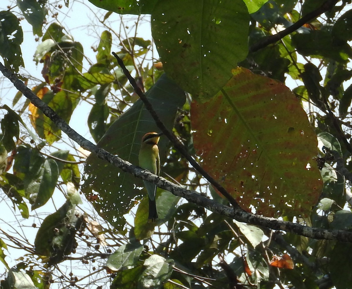 Rainbow Bee-eater - ML21932871