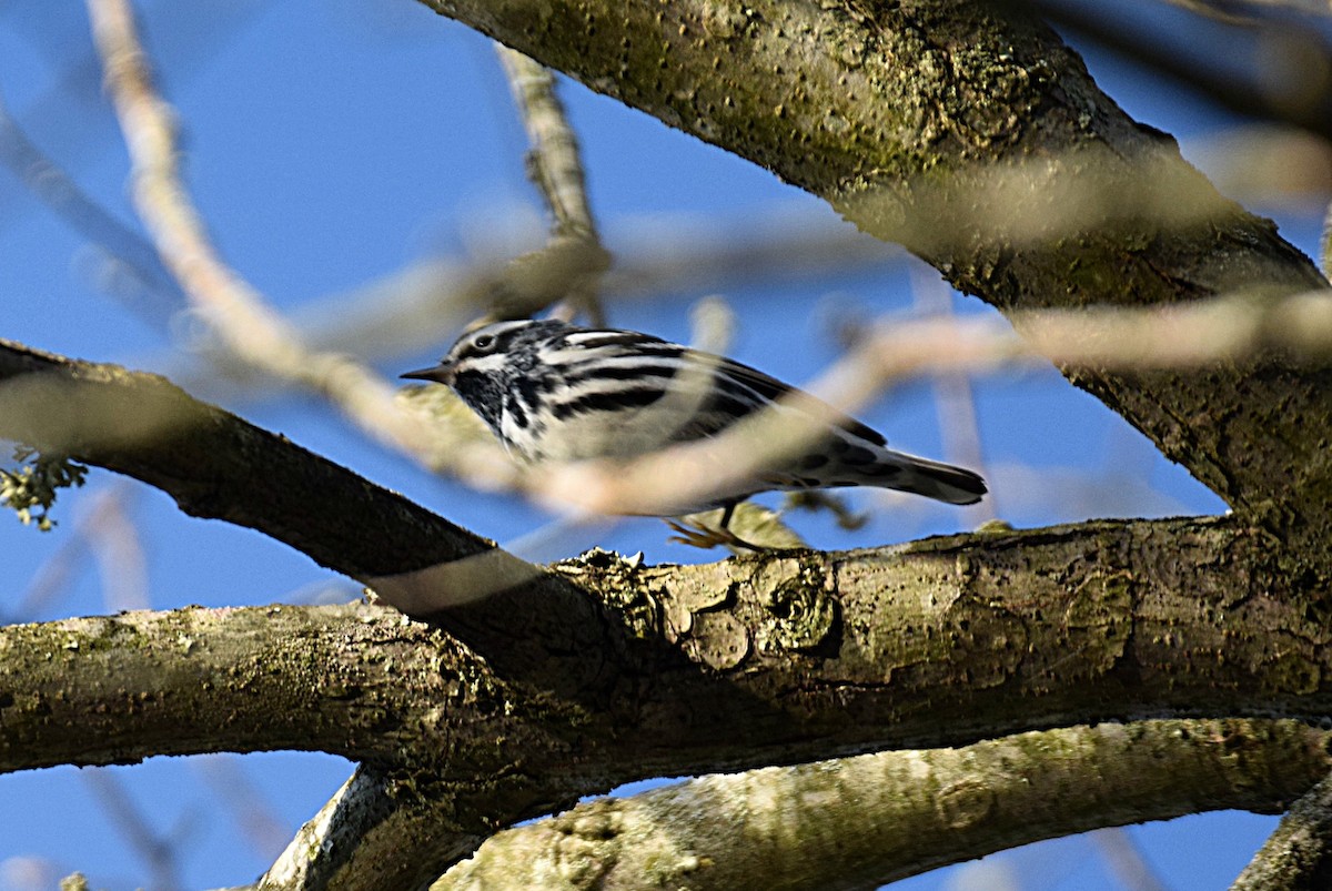 Black-and-white Warbler - ML219328961