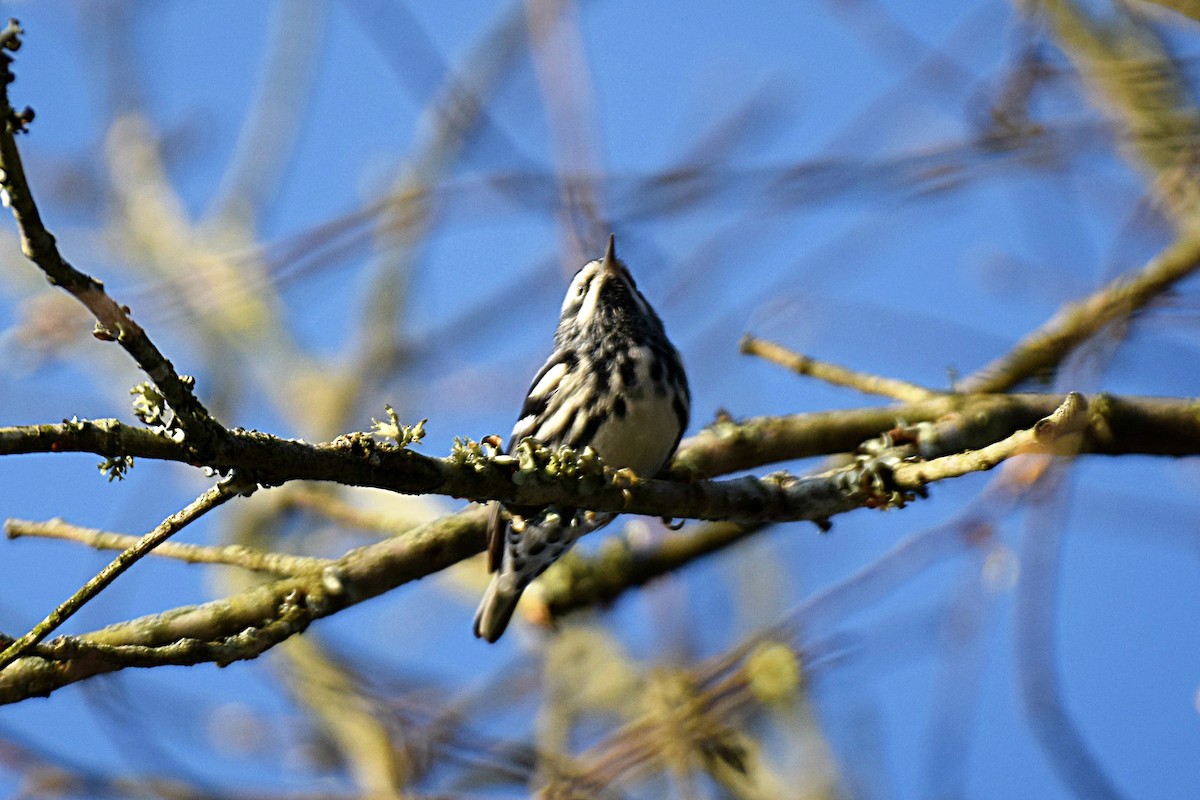 Black-and-white Warbler - ML219328971