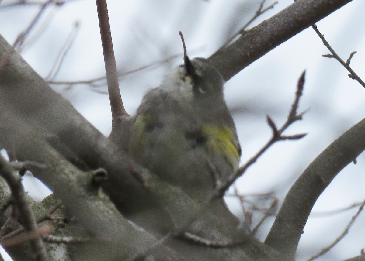 Yellow-rumped Warbler (Myrtle) - ML219329271