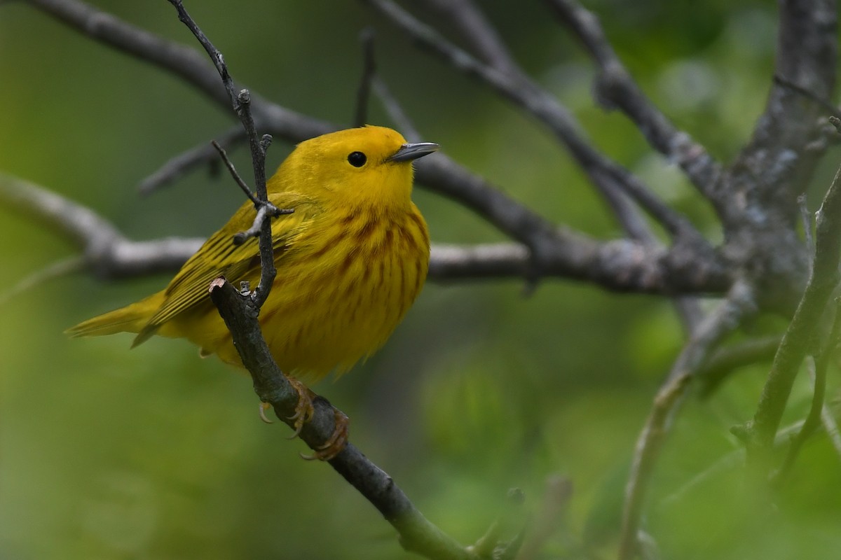 Yellow Warbler (Northern) - Tristan Herwood