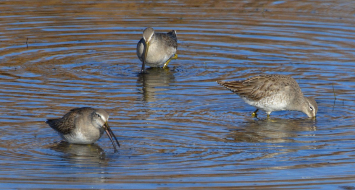 Long-billed Dowitcher - ML21933311