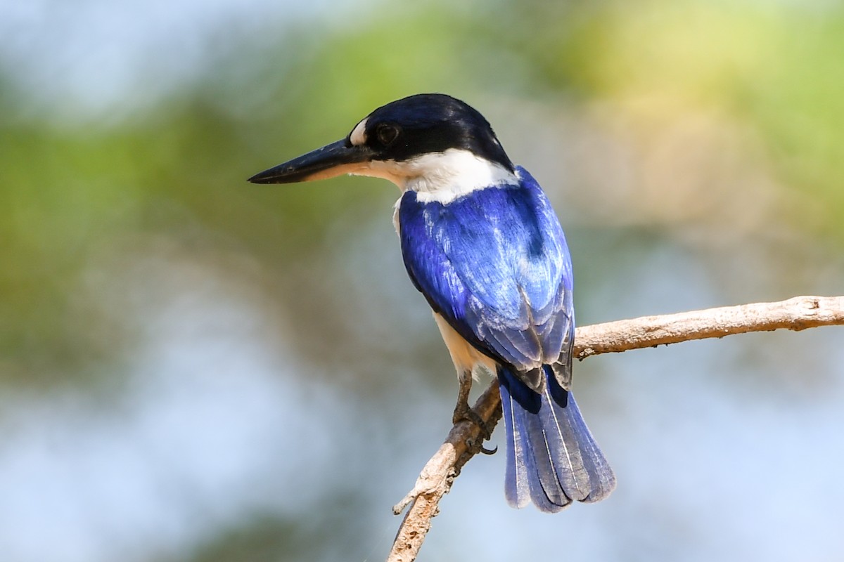 Forest Kingfisher - ML219340441