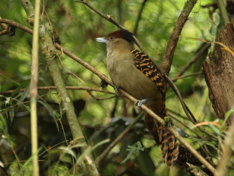 eBird Checklist - 26 Jul 2018 - Estrada Ribeirão do Tigre, Santa ...