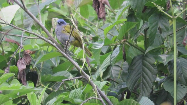 Blue-capped Tanager - ML219343951
