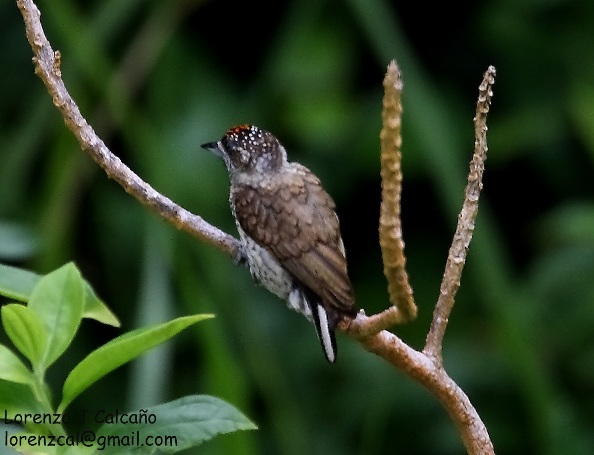 Scaled Piculet - ML219344091
