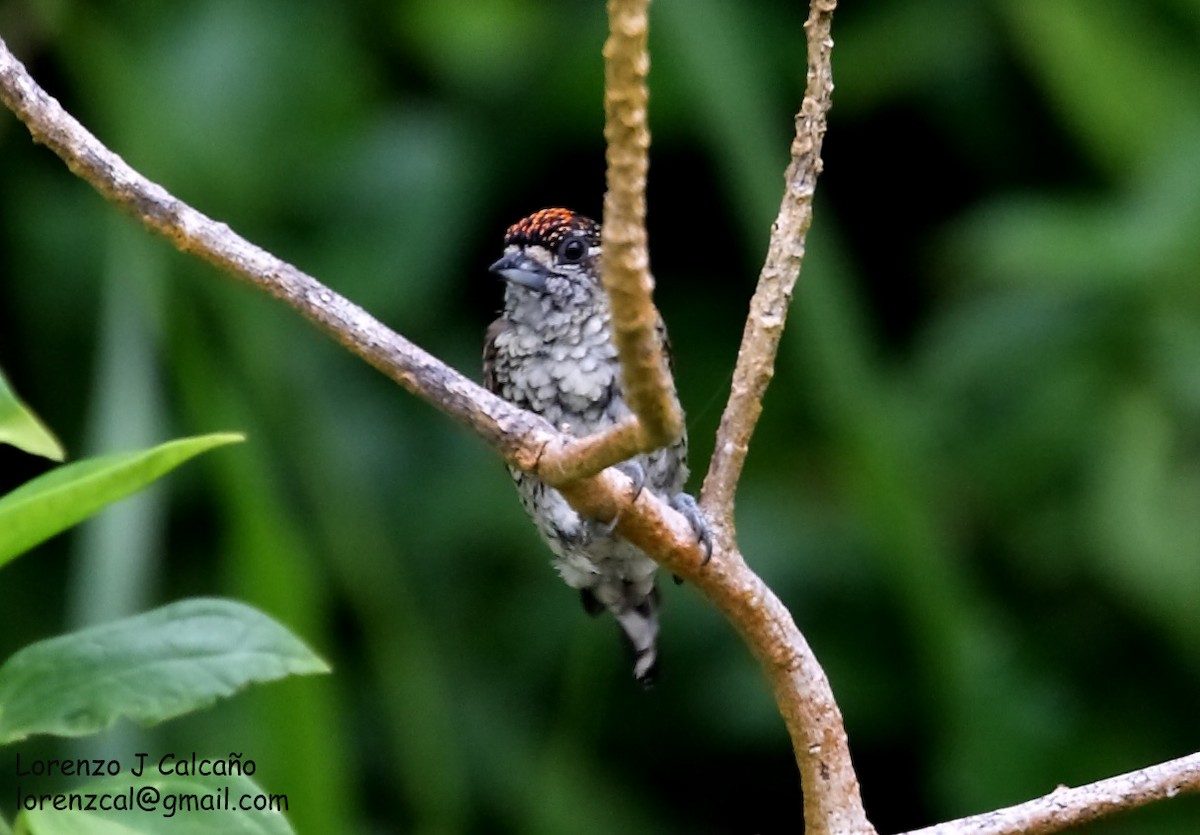 Scaled Piculet - ML219344181
