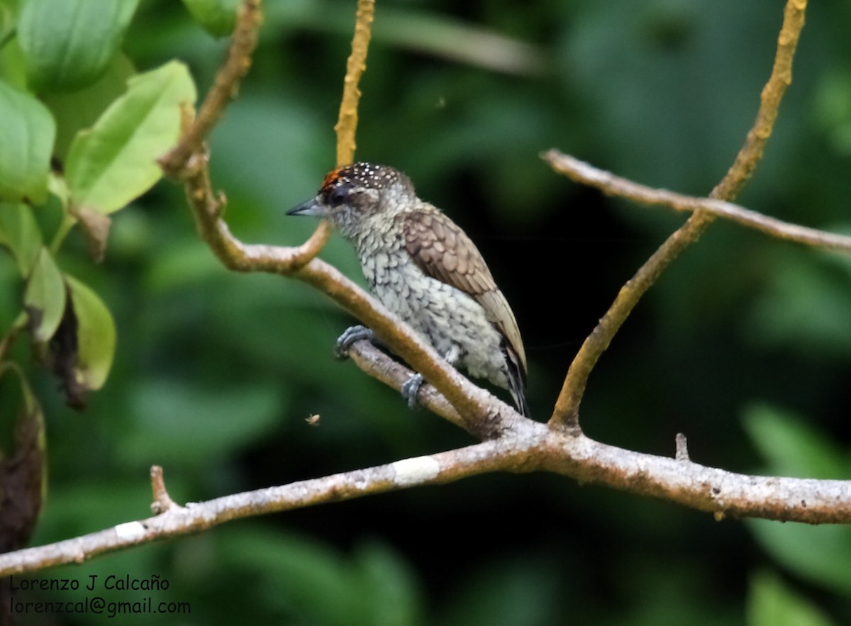 Scaled Piculet - Lorenzo Calcaño