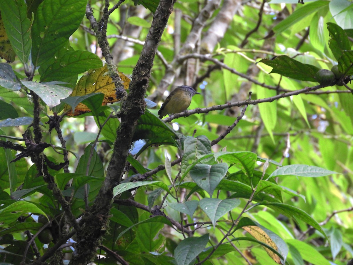 Island Leaf Warbler (Seram) - ML21934561