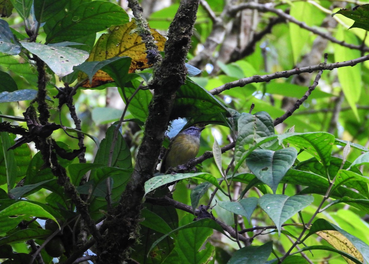 Island Leaf Warbler (Seram) - ML21934571