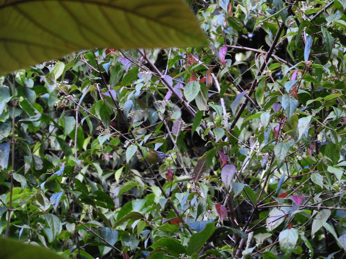 Island Leaf Warbler (Seram) - ML21934591