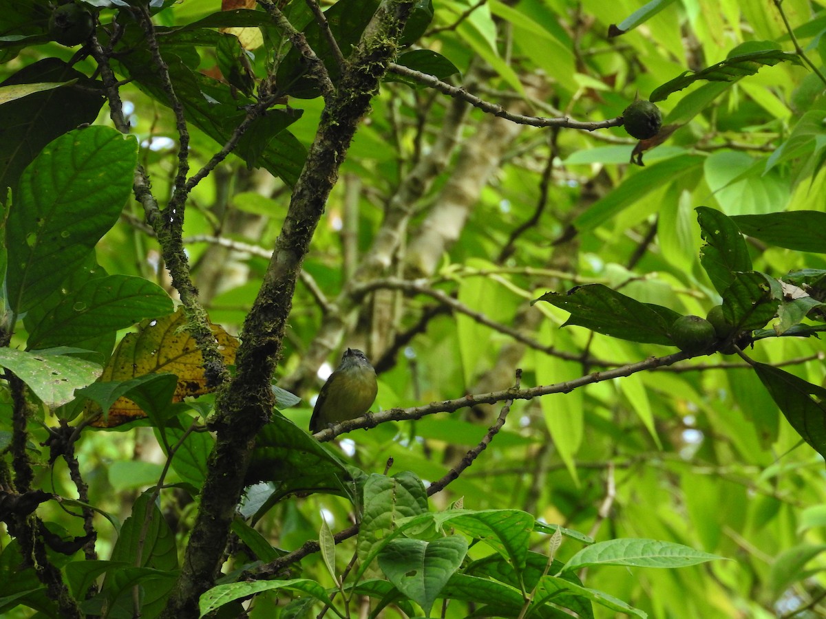 Island Leaf Warbler (Seram) - Pam Rasmussen