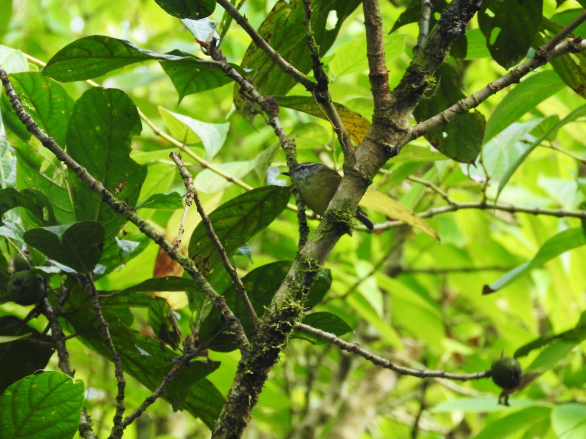 Island Leaf Warbler (Seram) - ML21934621
