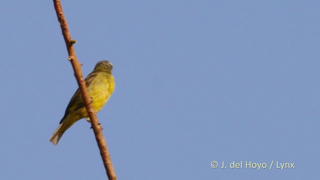 Yellow-fronted Canary - ML219348081