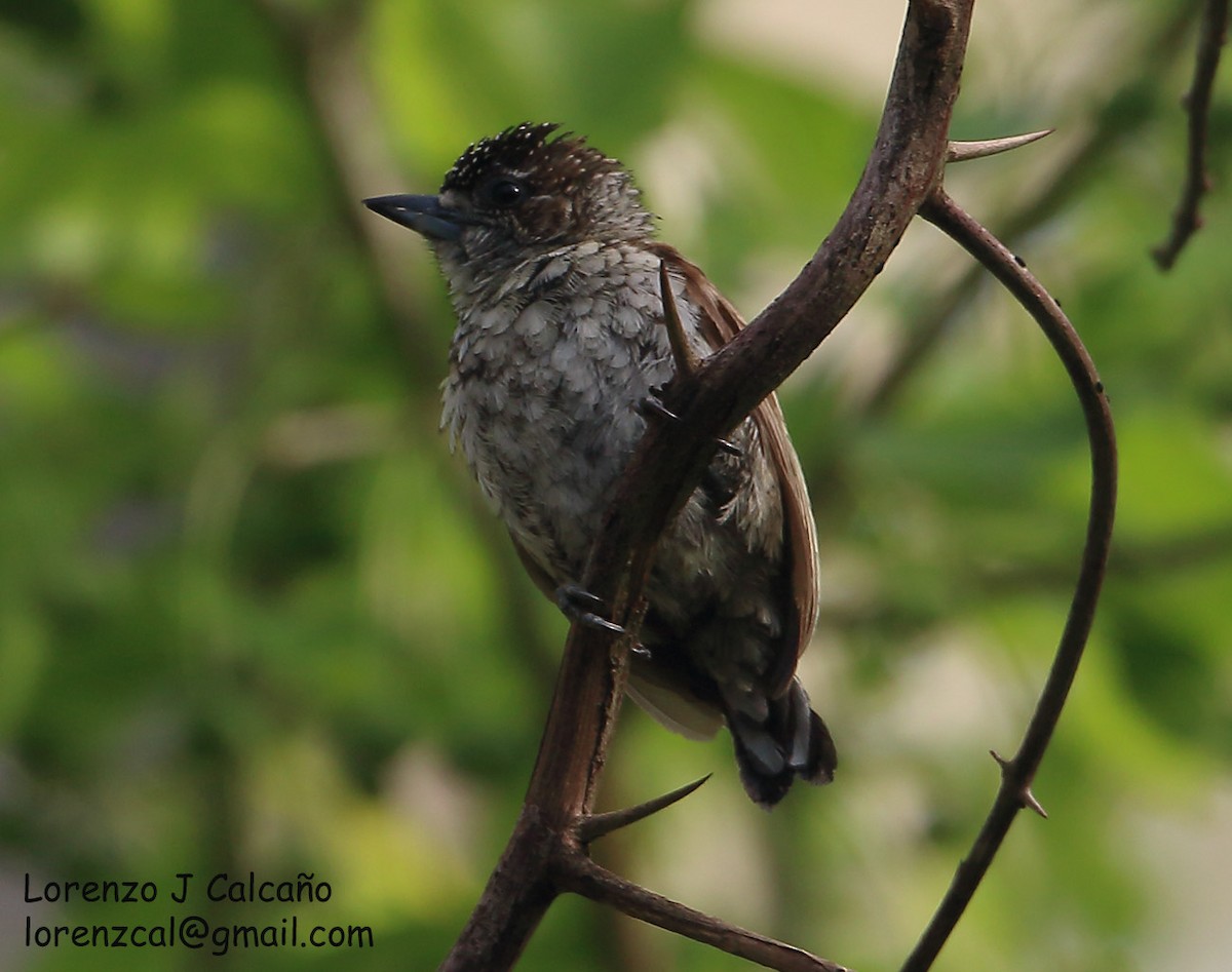 Scaled Piculet - ML219348251