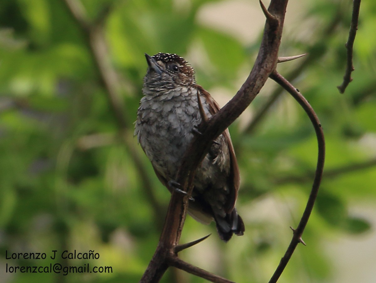 Scaled Piculet - ML219348291
