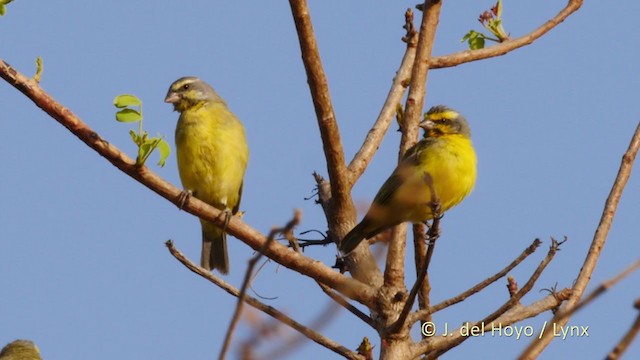 Yellow-fronted Canary - ML219348301
