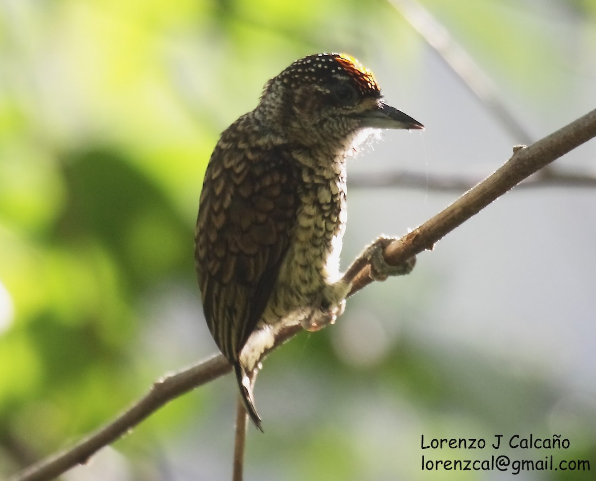 Scaled Piculet - ML219348841