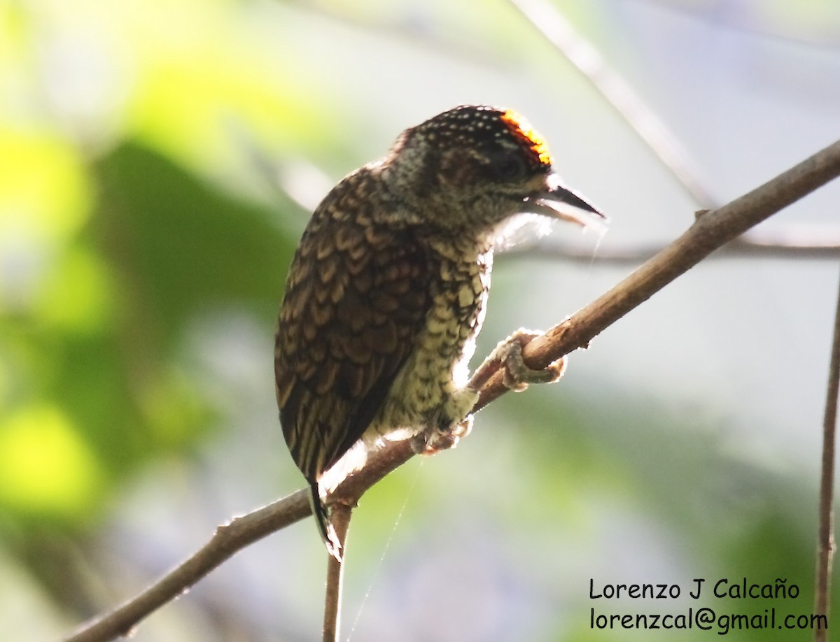 Scaled Piculet - ML219348861